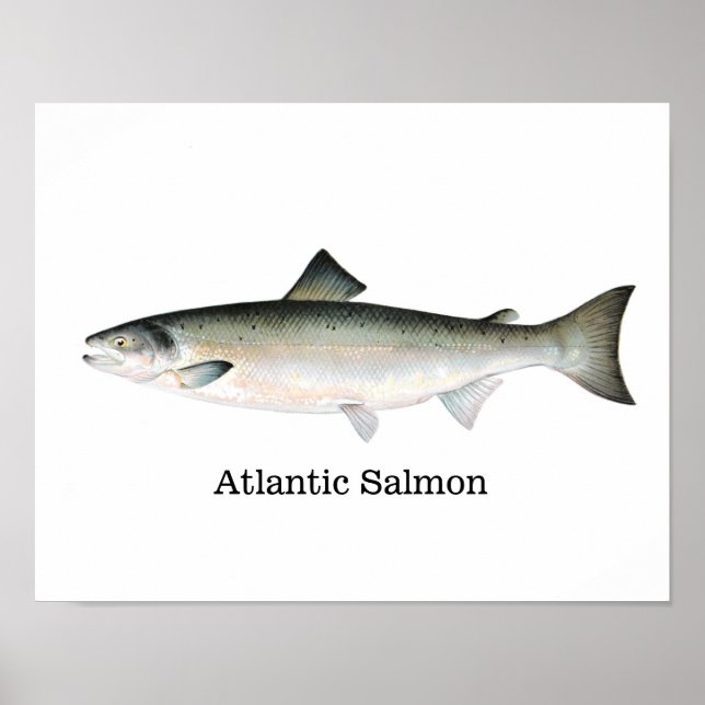 Atlantic Salmon Fish Poster (Front)