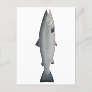 Atlantic Salmon - Ocean Phase Postcard