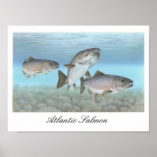 Atlantic Salmon Painting Poster (Front)