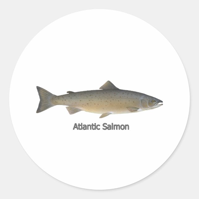 Atlantic Salmon (titled) Classic Round Sticker (Front)
