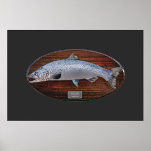Atlantic Salmon Trophy Display Plaque Poster