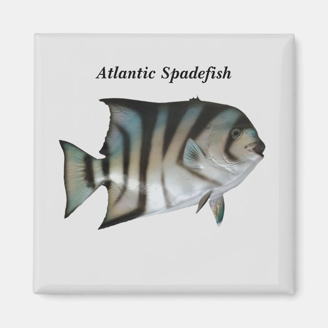 Atlantic Spadefish Magnet (Front)