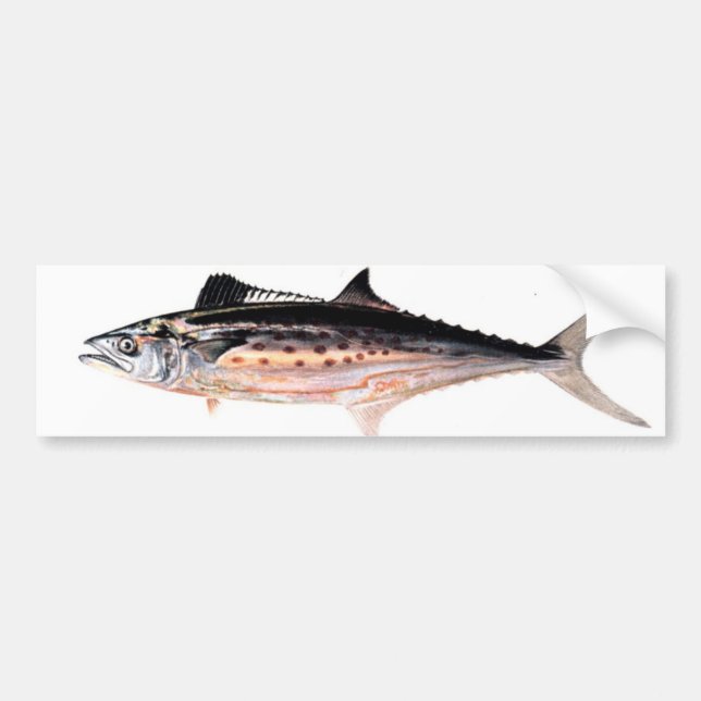 Atlantic Spanish Mackerel Bumper Sticker (Front)
