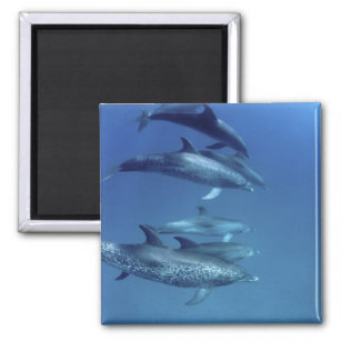 Atlantic spotted dolphins. Bimini, Bahamas. 5 Magnet