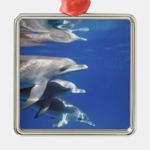 Atlantic spotted dolphins. Bimini, Bahamas Metal Tree Decoration