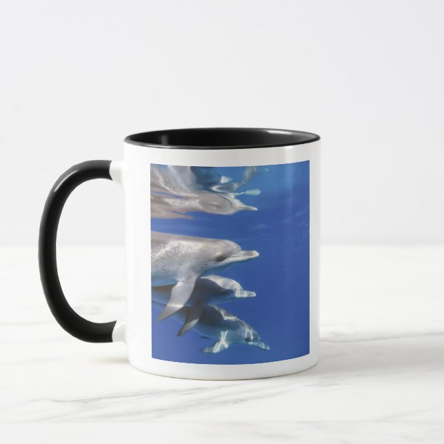 Atlantic spotted dolphins. Bimini, Bahamas Mug (Left)