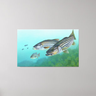 Atlantic Striped Bass Fish Morone Saxatilis Canvas Print