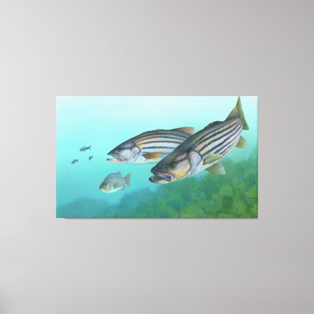 Atlantic Striped Bass Fish Morone Saxatilis Canvas Print (Front)