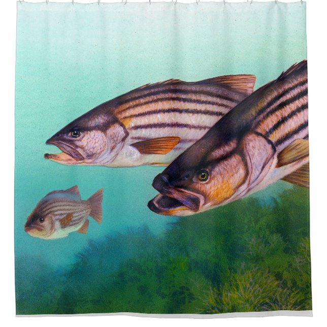 Atlantic Striped Bass Fish Shower Curtain (Front)