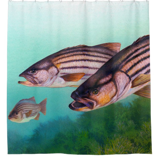 Atlantic Striped Bass Fish Shower Curtain (Front)