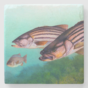 Atlantic Striped Bass stiper Stone Coaster