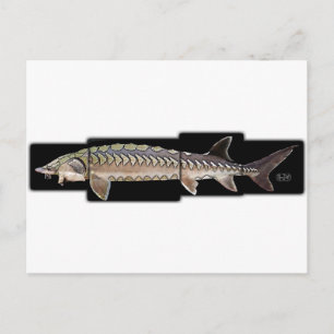 Atlantic Sturgeon - Acipenser oxyrinchus Postcard