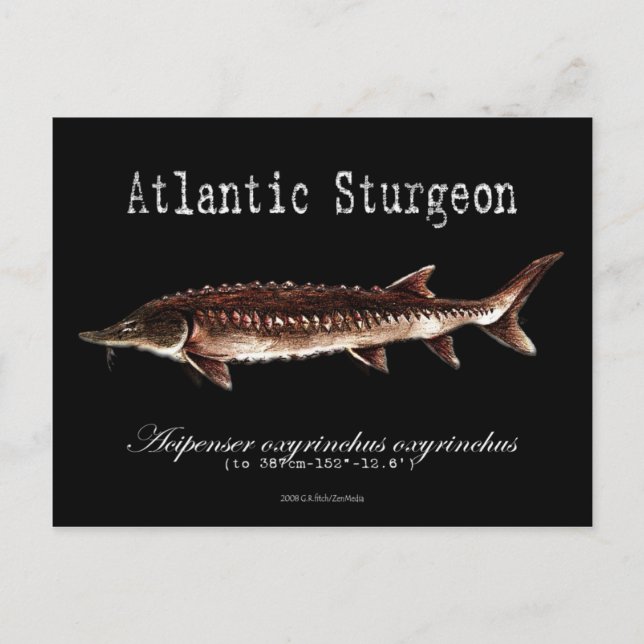 Atlantic Sturgeon-Black-Postcard Postcard (Front)