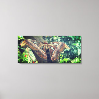 Atlas Moth  Canvas Print