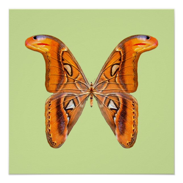Atlas Moth Golden Wing Poster (Front)