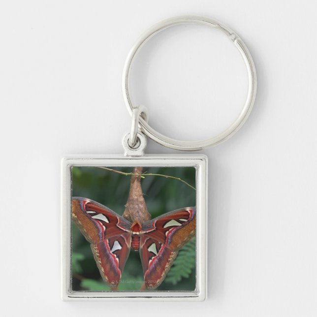 Atlas moth key ring (Front)