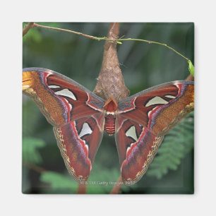 Atlas moth magnet