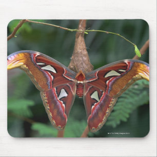 Atlas moth mouse mat
