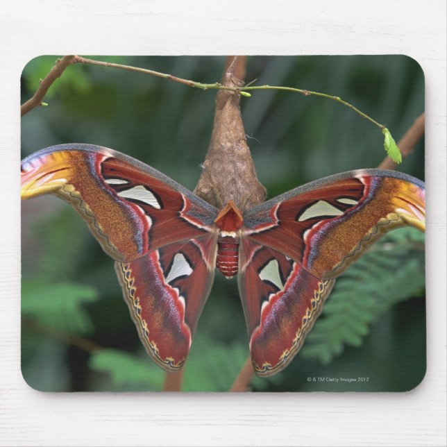 Atlas moth mouse mat (Front)