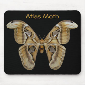 Atlas Moth Mousepad