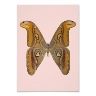 Atlas Moth Photo Print