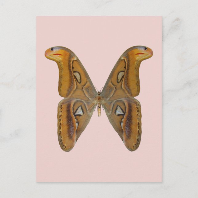 Atlas Moth Postcard (Front)