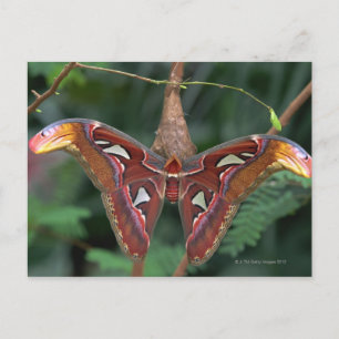 Atlas moth postcard