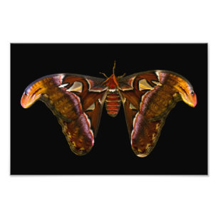 Atlas Moth - Snake Head Photo Print