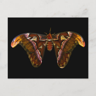 Atlas Moth - Snake Head Postcard