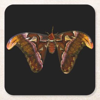 Atlas Moth - Snake Head Square Paper Coaster