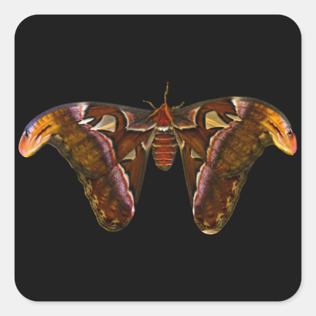 Atlas Moth - Snake Head Square Sticker (Front)