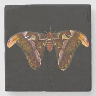 Atlas Moth - Snake Head Stone Coaster