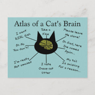 Atlas Of a Cat's Brain Postcard
