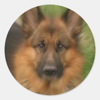 Atlas the Wonderdog Classic Round Sticker