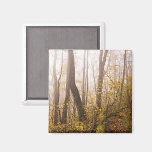 Atmospheric Autumn Forest in Mist, photo Magnet