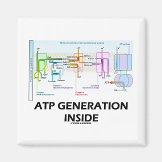 ATP Generation Inside (Electron Transport Chain) Magnet