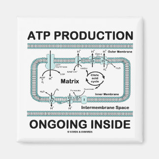 ATP Production Ongoing Inside Magnet