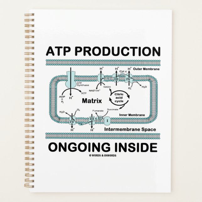 ATP Production Ongoing Inside Mitochondrion Planner (Front)