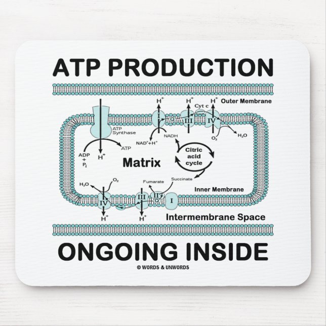 ATP Production Ongoing Inside Mouse Mat (Front)