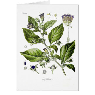Atropa belladonna (Deadly Nightshade)