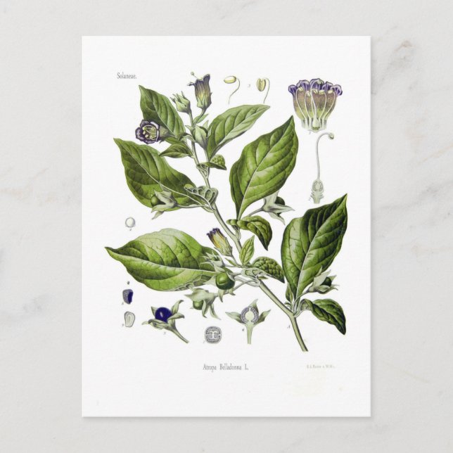 Atropa belladonna (Deadly Nightshade) Postcard (Front)