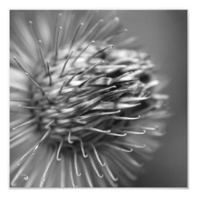 attached - Premium photo printing satin black and  (Front)