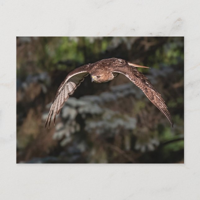 Attack Mode Red-tailed Hawk Postcard (Front)