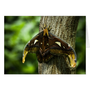 Attacus Atlas Card