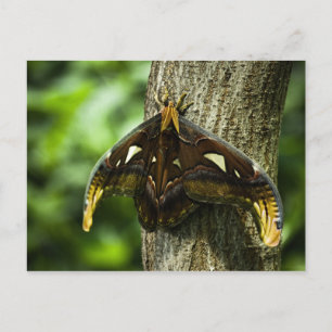 Attacus Atlas Postcard