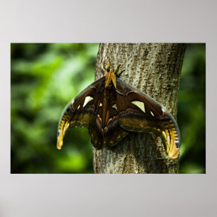 Attacus Atlas Print
