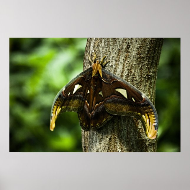 Attacus Atlas Print (Front)
