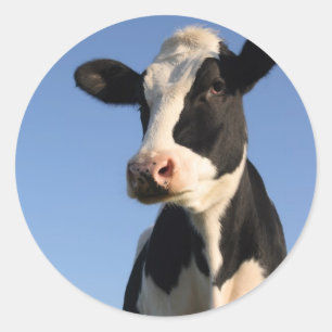 Attentive cow classic round sticker