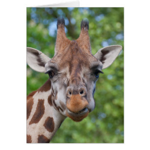 Attentive Giraffe