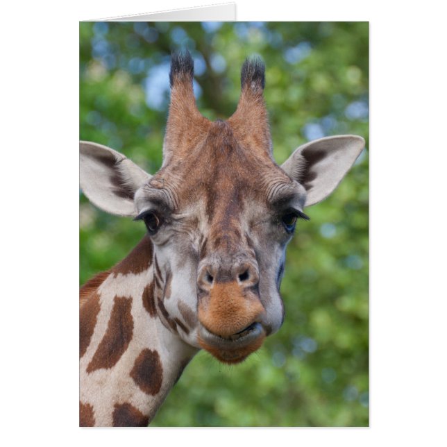 Attentive Giraffe (Front)